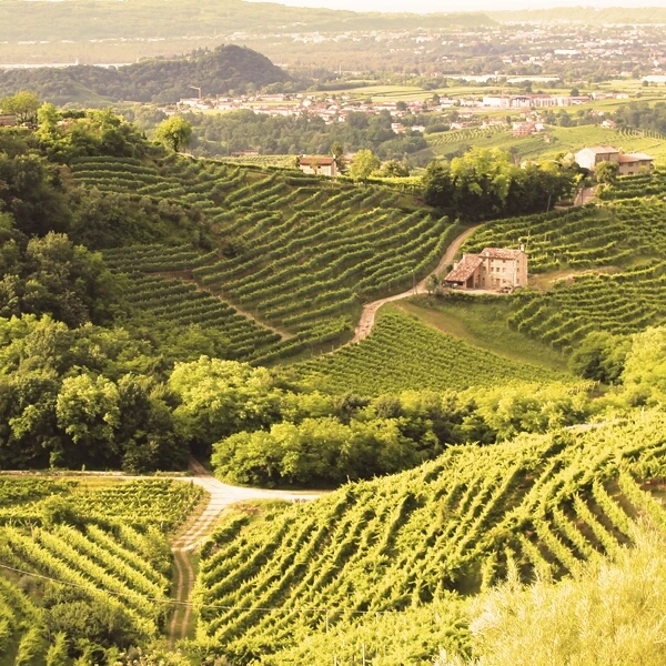 Merlot del Veneto 50 cl