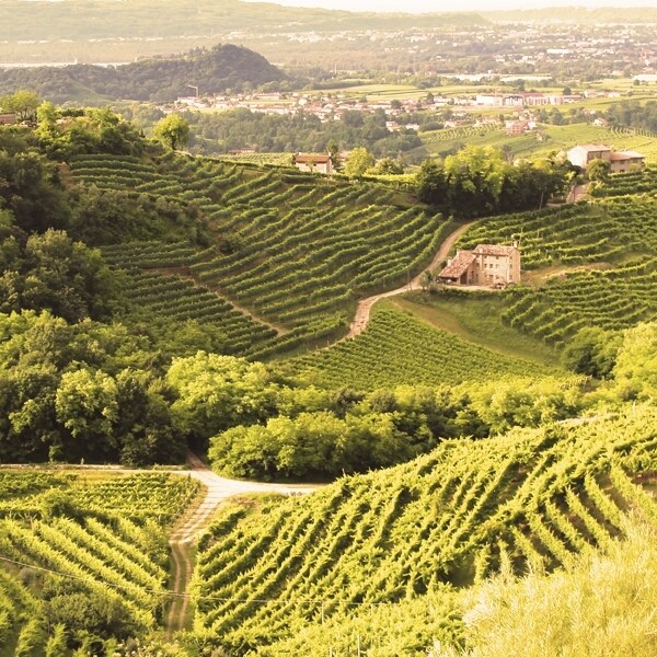 Merlot del Veneto 50 cl