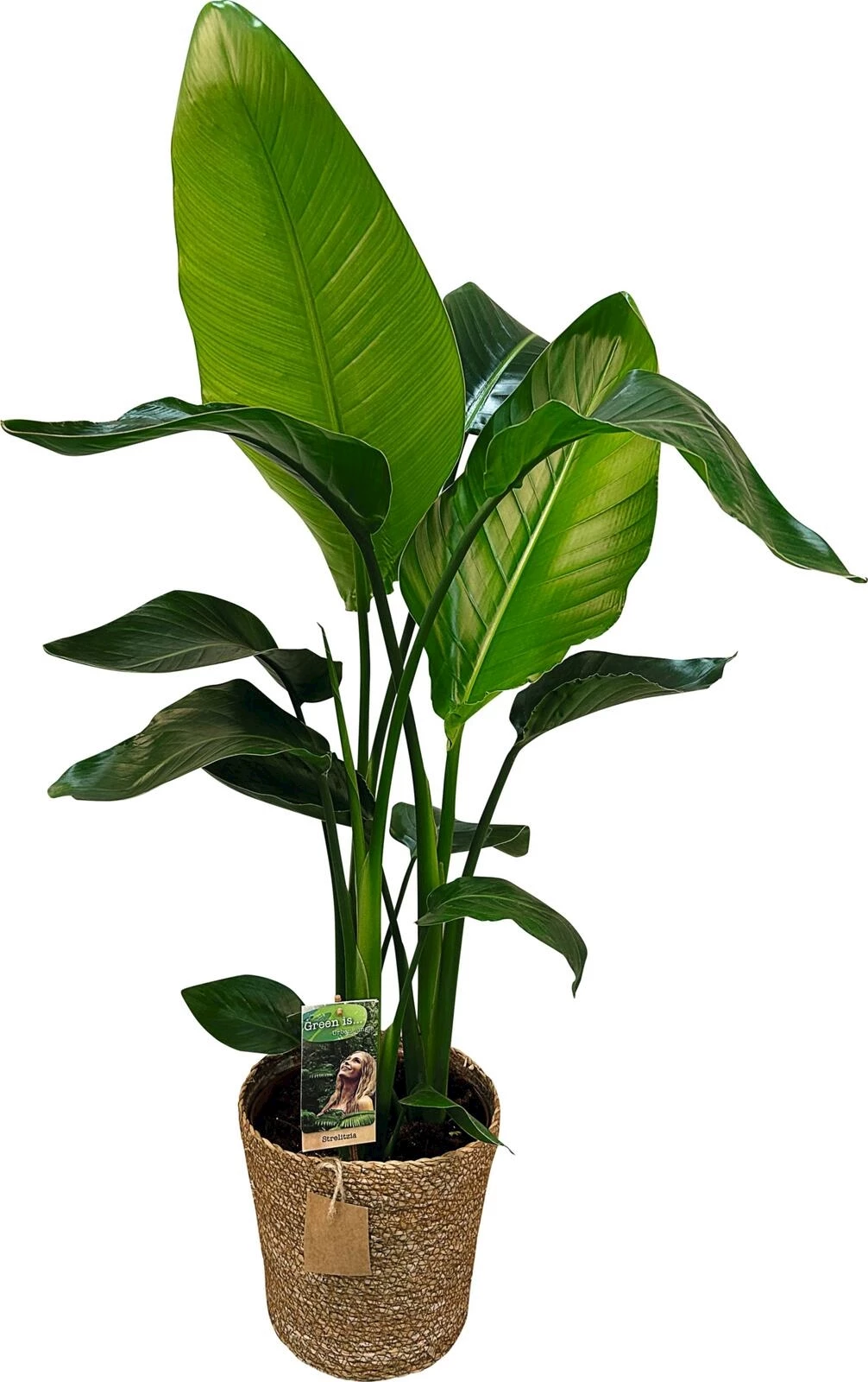Green corbeille P21 cm