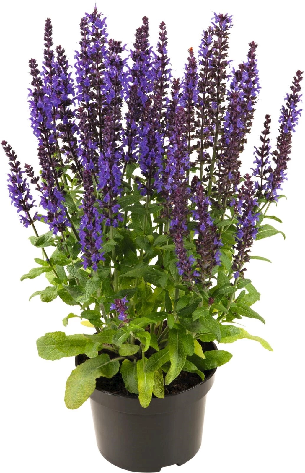 Bienen- und Schmetterlingsstauden P2 l