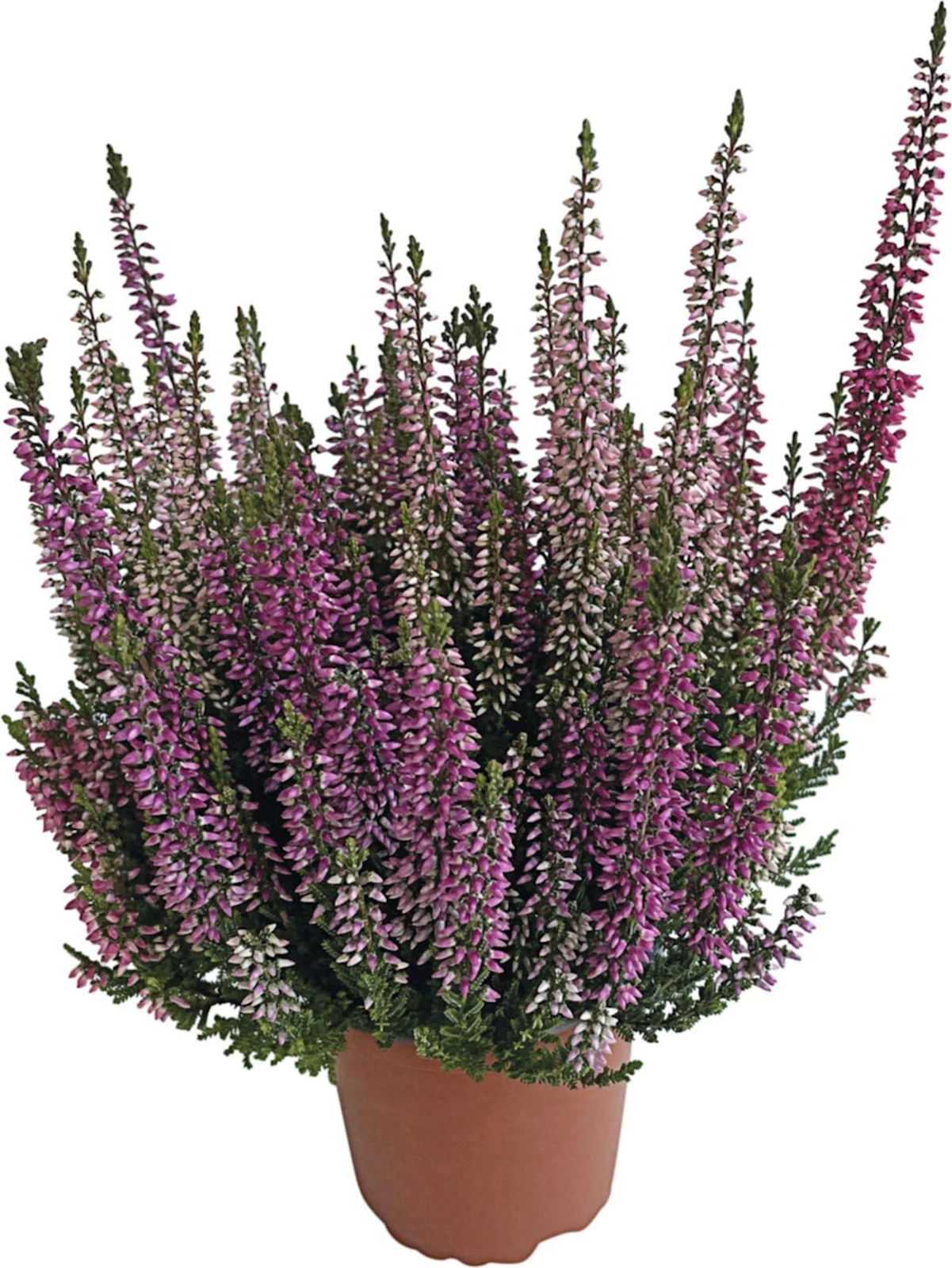 Calluna wildberry P11 cm