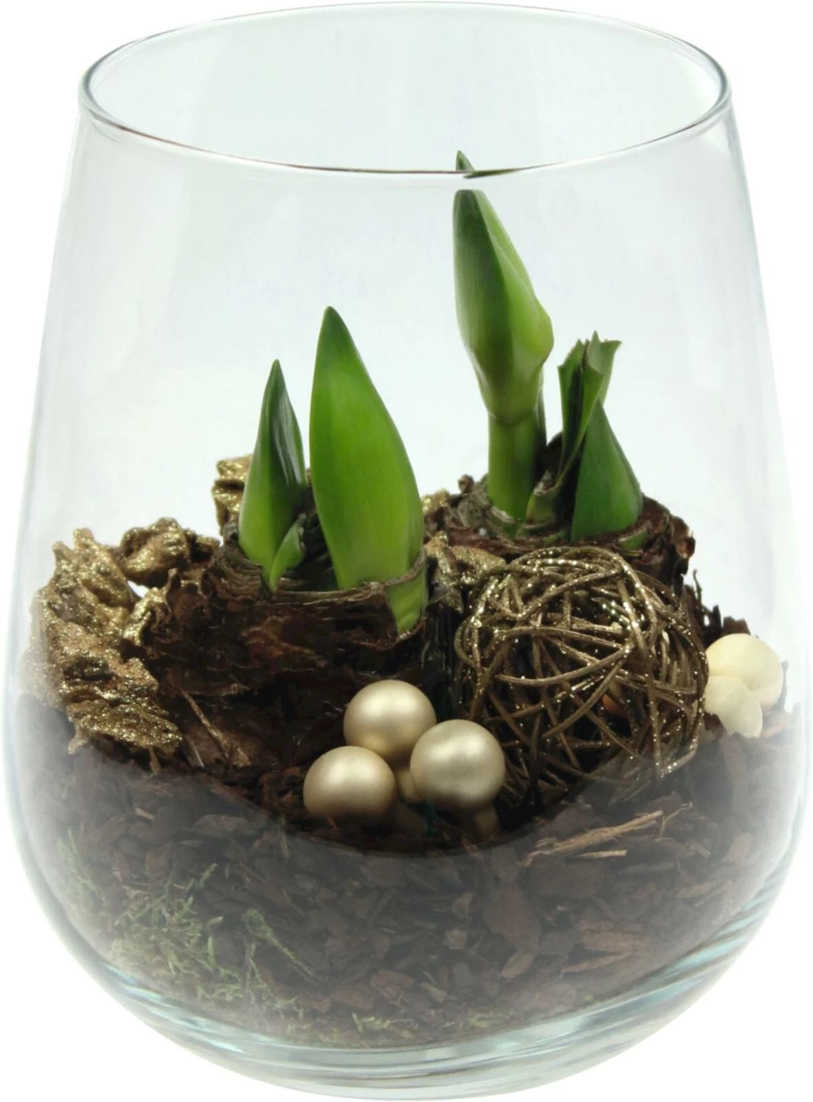 Amaryllis im Glas  P18 cm