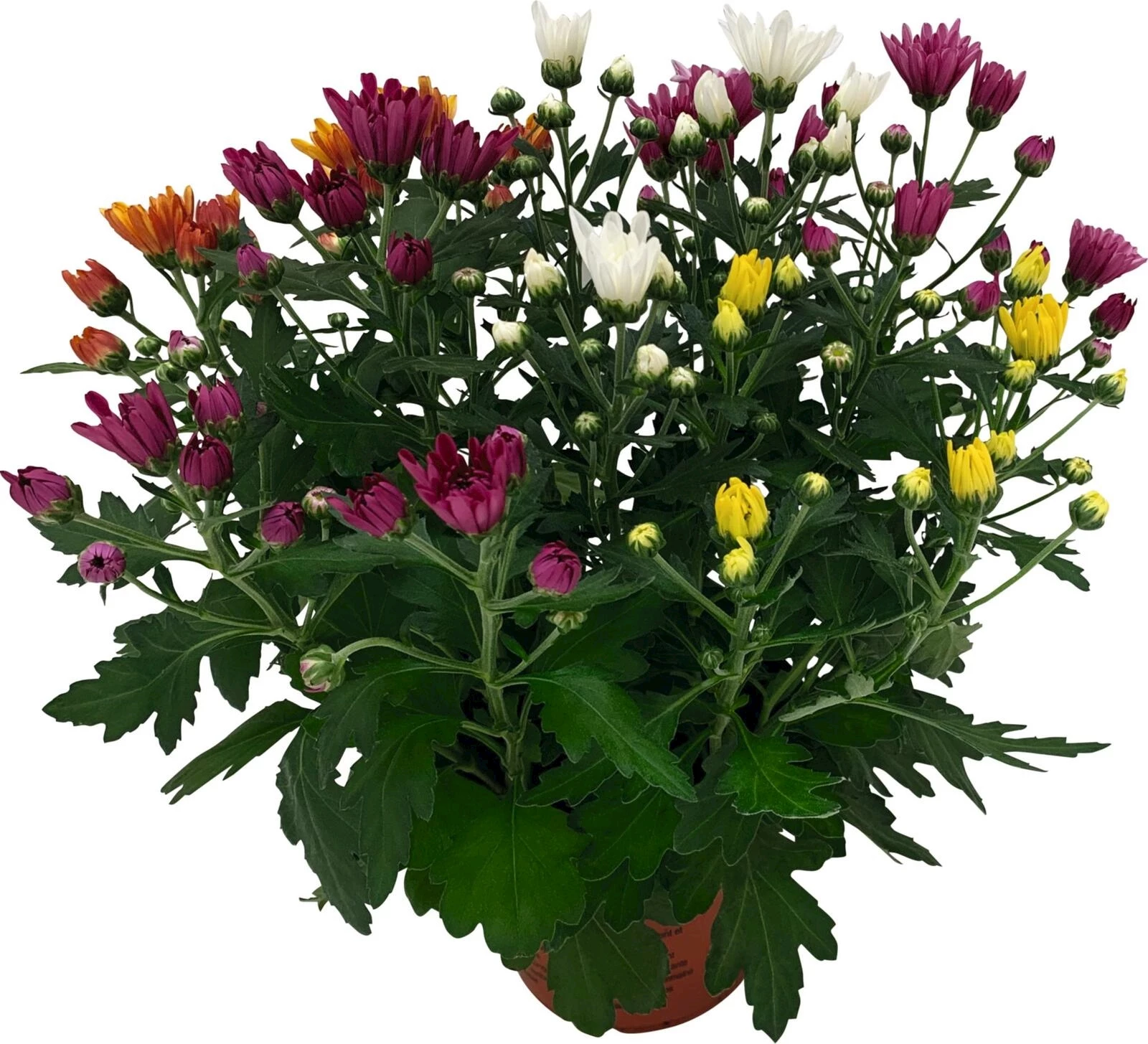 Chrysanthème carneval t.s.t. P17 cm