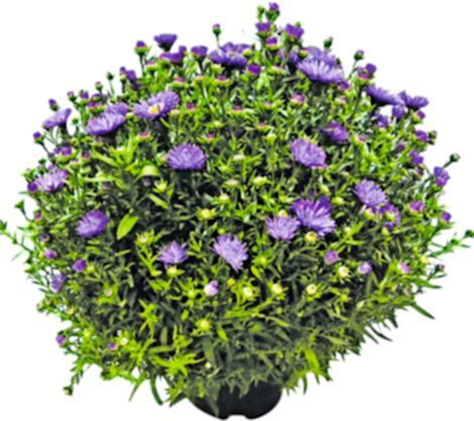 Aster Dum. XL P19 cm