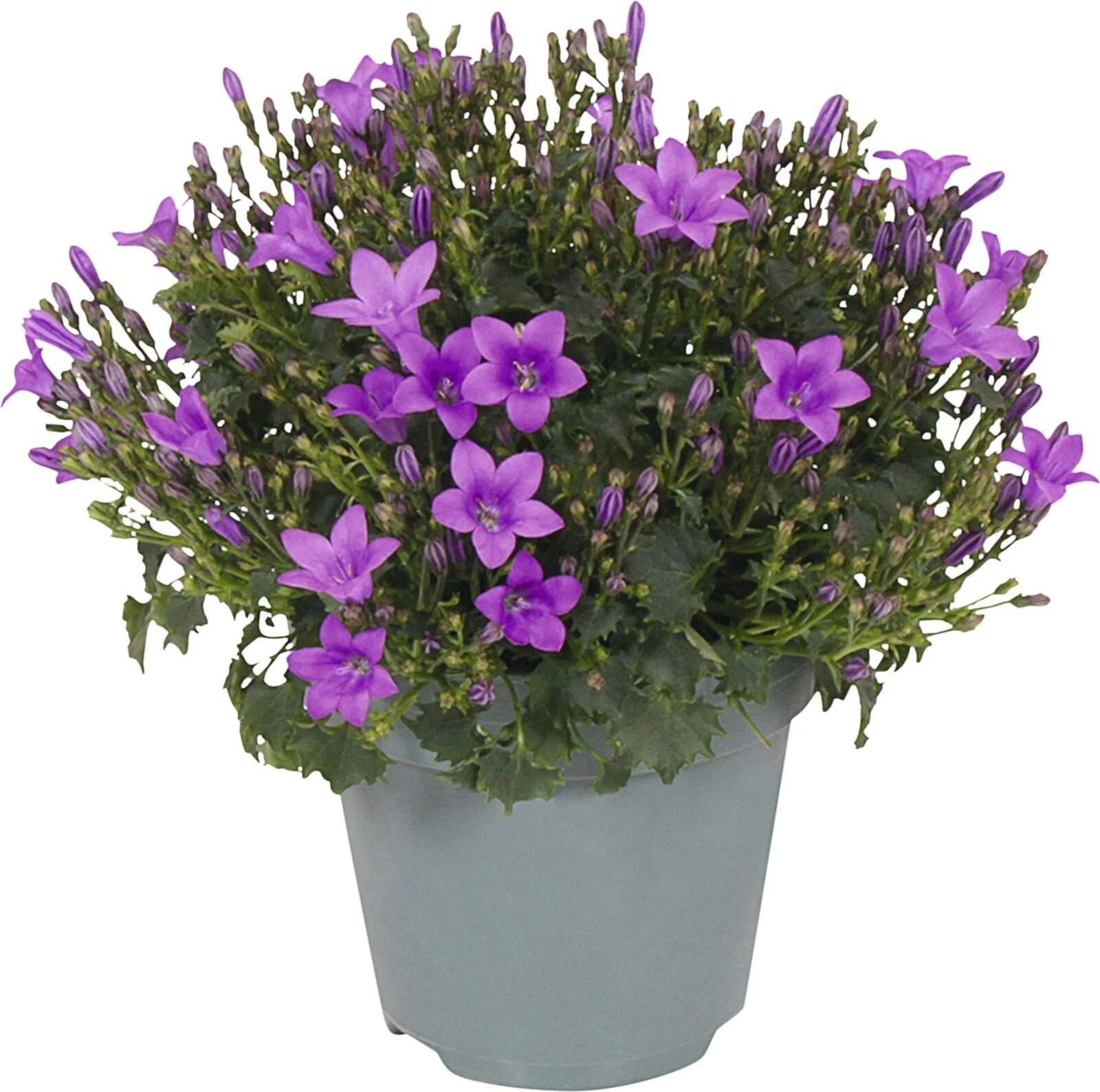 Campanula lila P10.5 cm