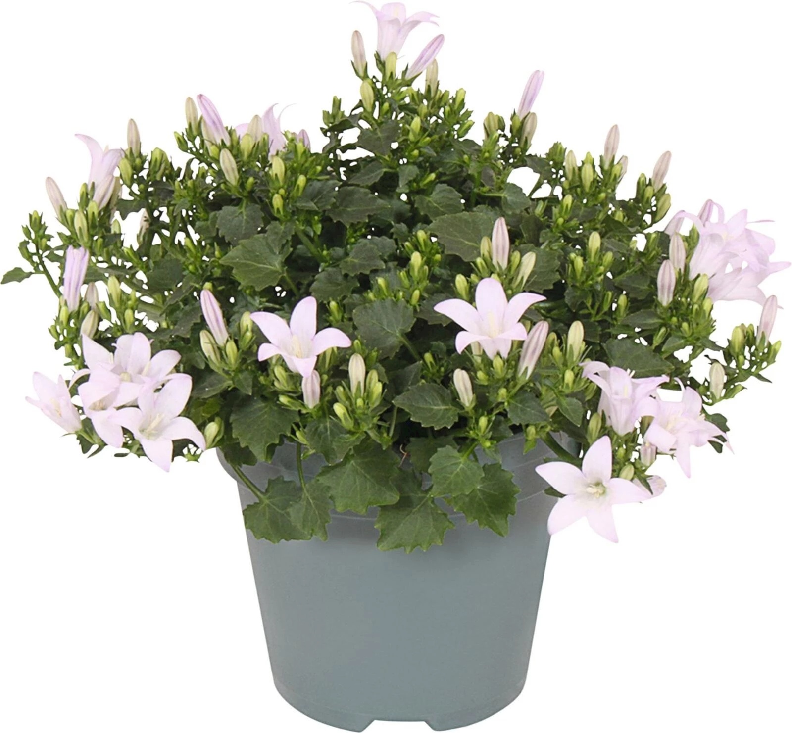 Campanula blanc P10.5 cm