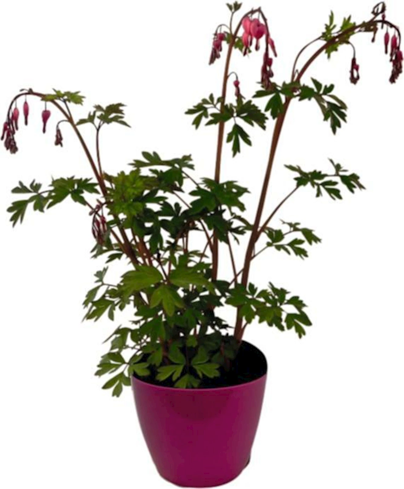 Dicentra im UT P17 cm