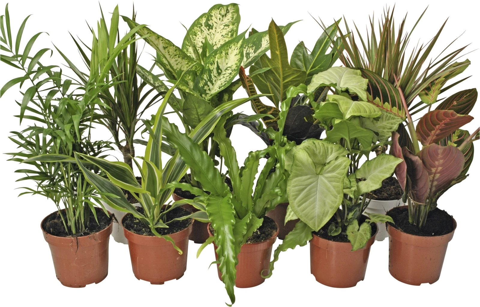 Grünpflanzen Mix P12 cm