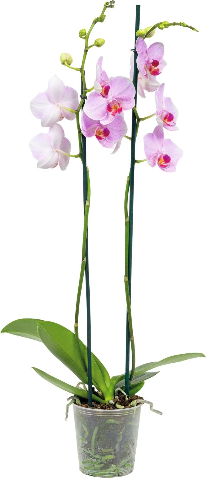 Phalaenopsis 2 Rispen 16+ P12 cm