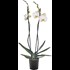 Phalaenopsis 2 Rispen 16+ P12 cm