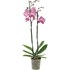 Phalaenopsis 2 Rispen 16+ P12 cm