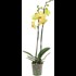 Phalaenopsis 2 panicules 16+ P12 cm