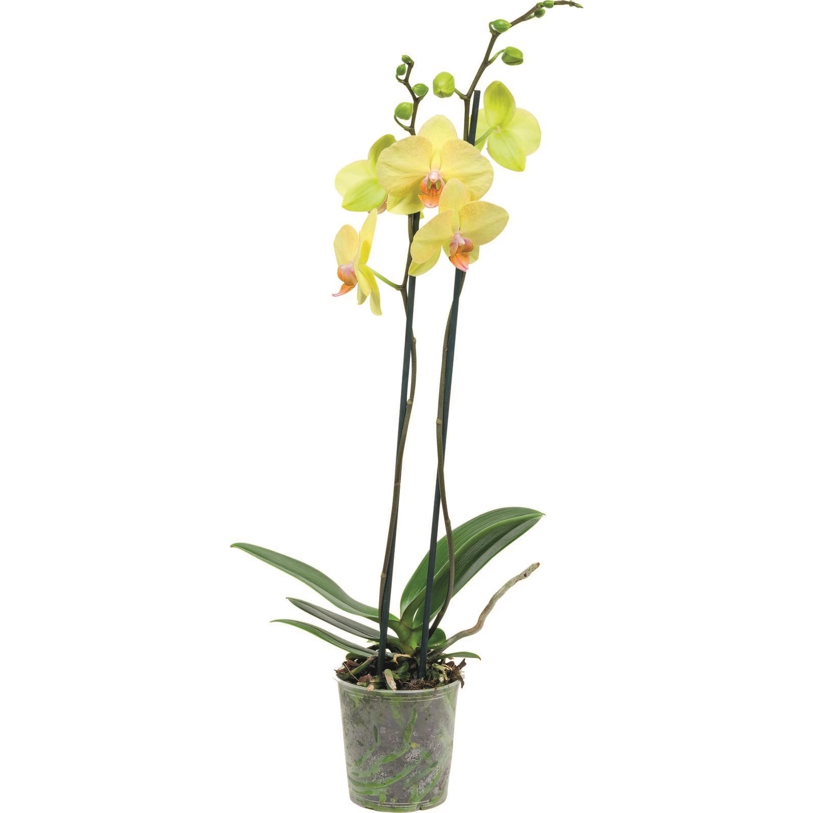 Phalaenopsis 2 Rispen P12 Cm Kaufen Orchideen Landi