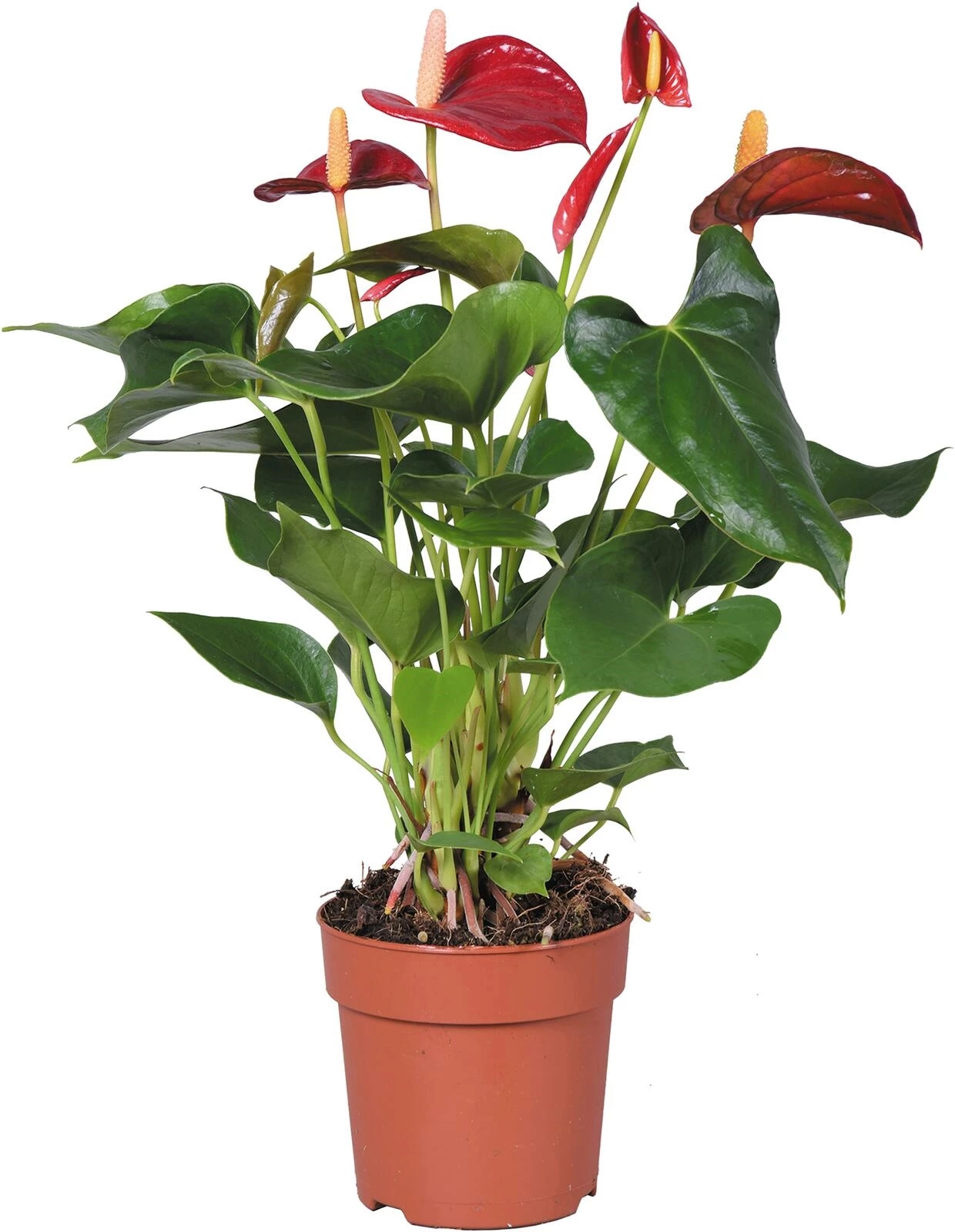 Anthurium P12 cm