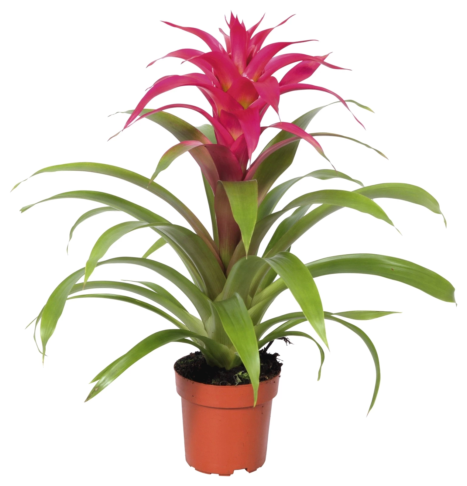 Bromelien P12 cm