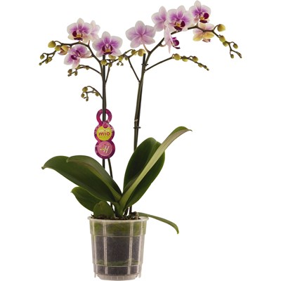 Phalaenopsis Amore Mio P12 cm