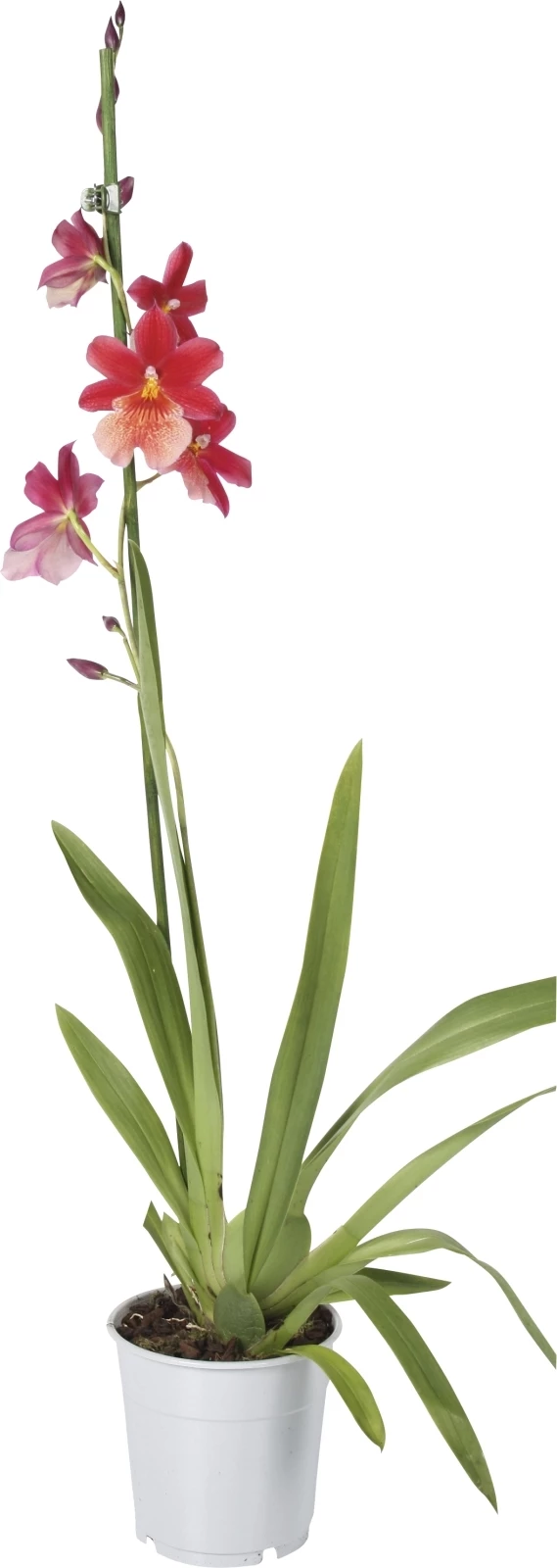 Orchideen Mix P12 cm