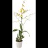 Orchideen Mix P12 cm
