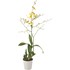 Mélange Orchidées P12 cm
