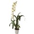 Mélange Orchidées P12 cm