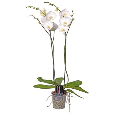 Phalaenopsis 2 Rispen XL P15 cm