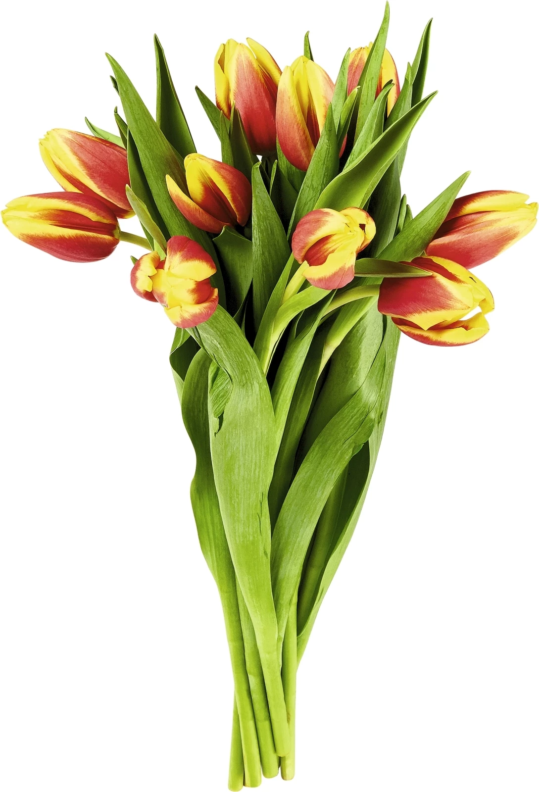 Tulpen 10er-Bund
