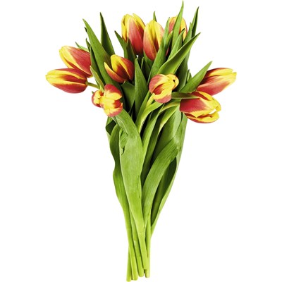 Tulipes bouquet de 10 pcs