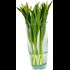Tulipes bouquet de 10 pcs