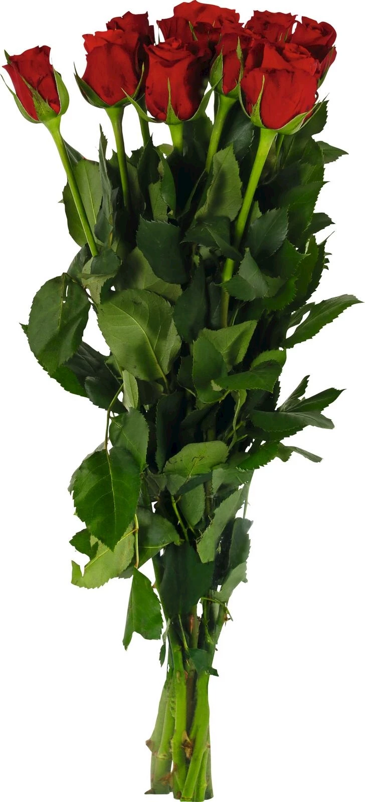 Rosen Strauss 10 Stk.