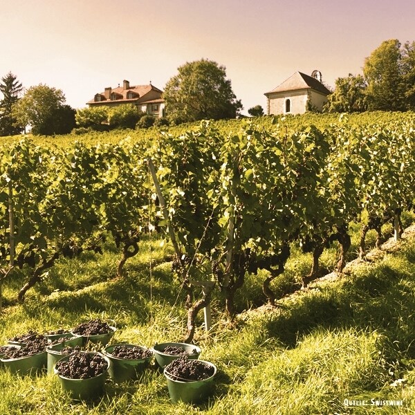 Chardonnay Genève 75 cl