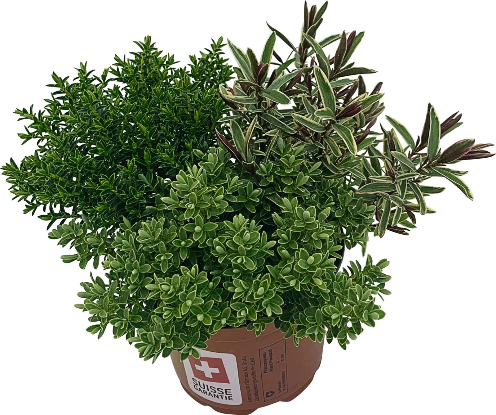 Hebe Trio Mix P13 cm