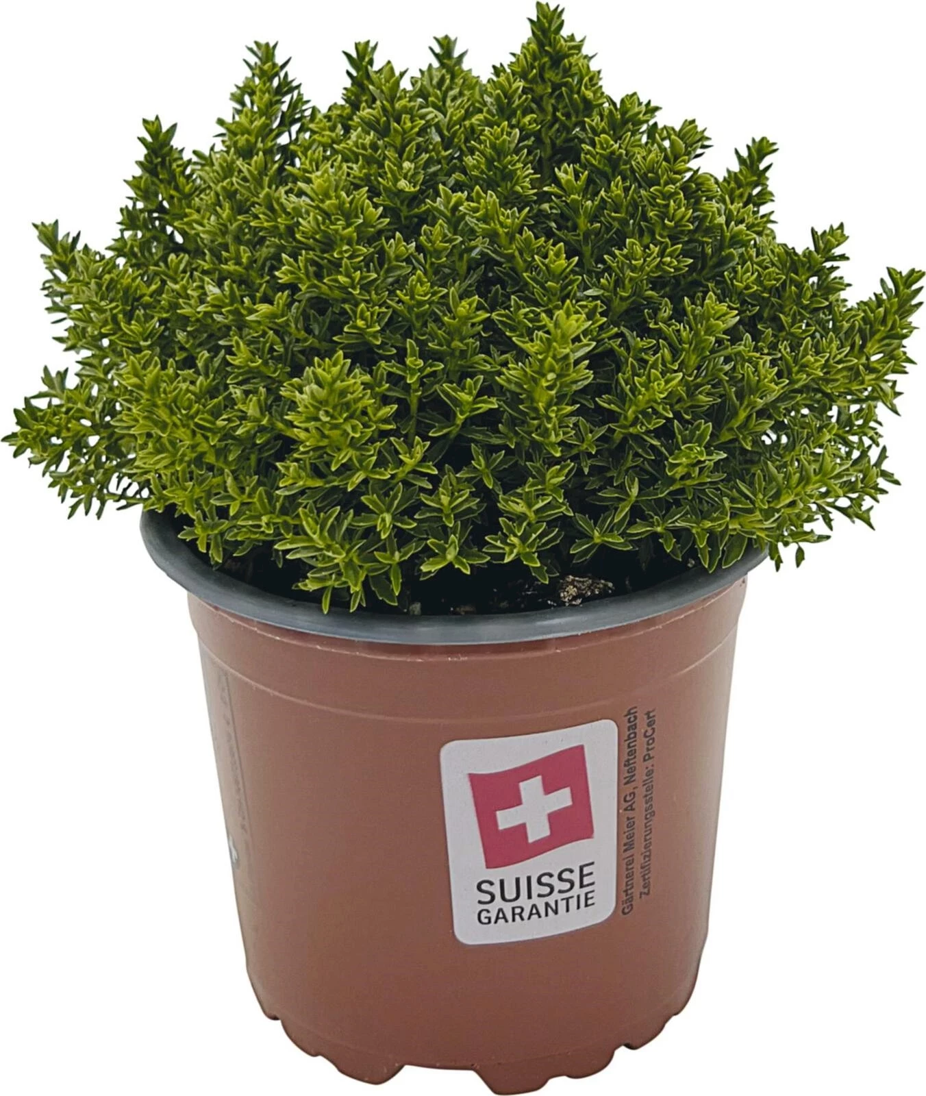 Hebe Green Globe P10.5 cm