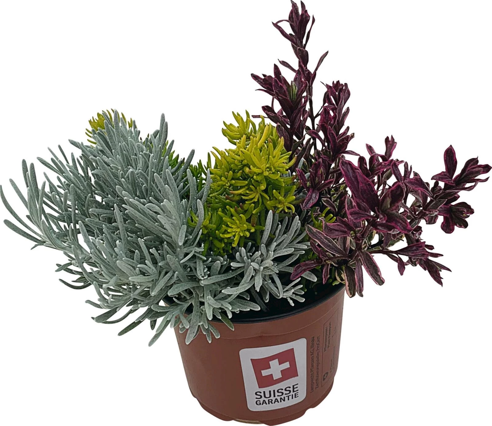 Herbstpotpourri/Hebe Mix P13 cm