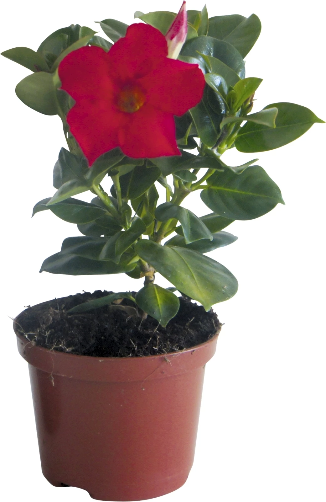 Dipladenia rouge P10,5 cm