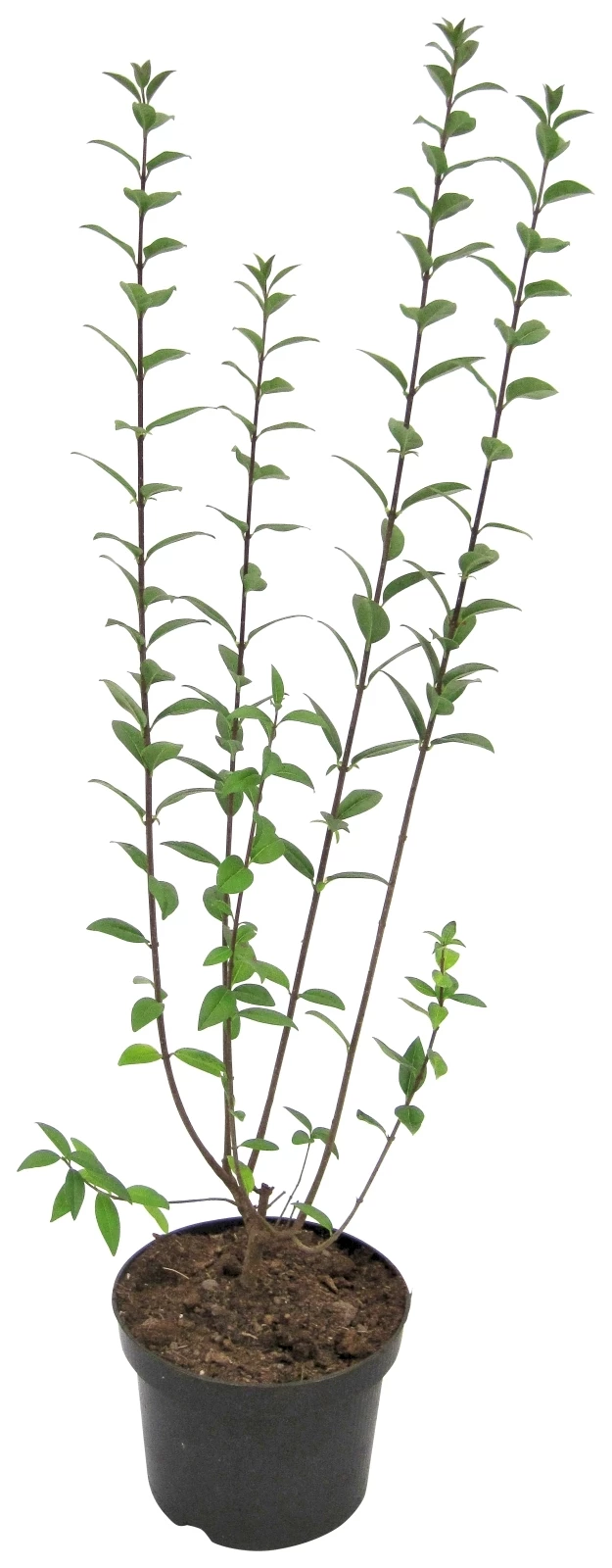 Ligustrum Ovalifolium P19 cm