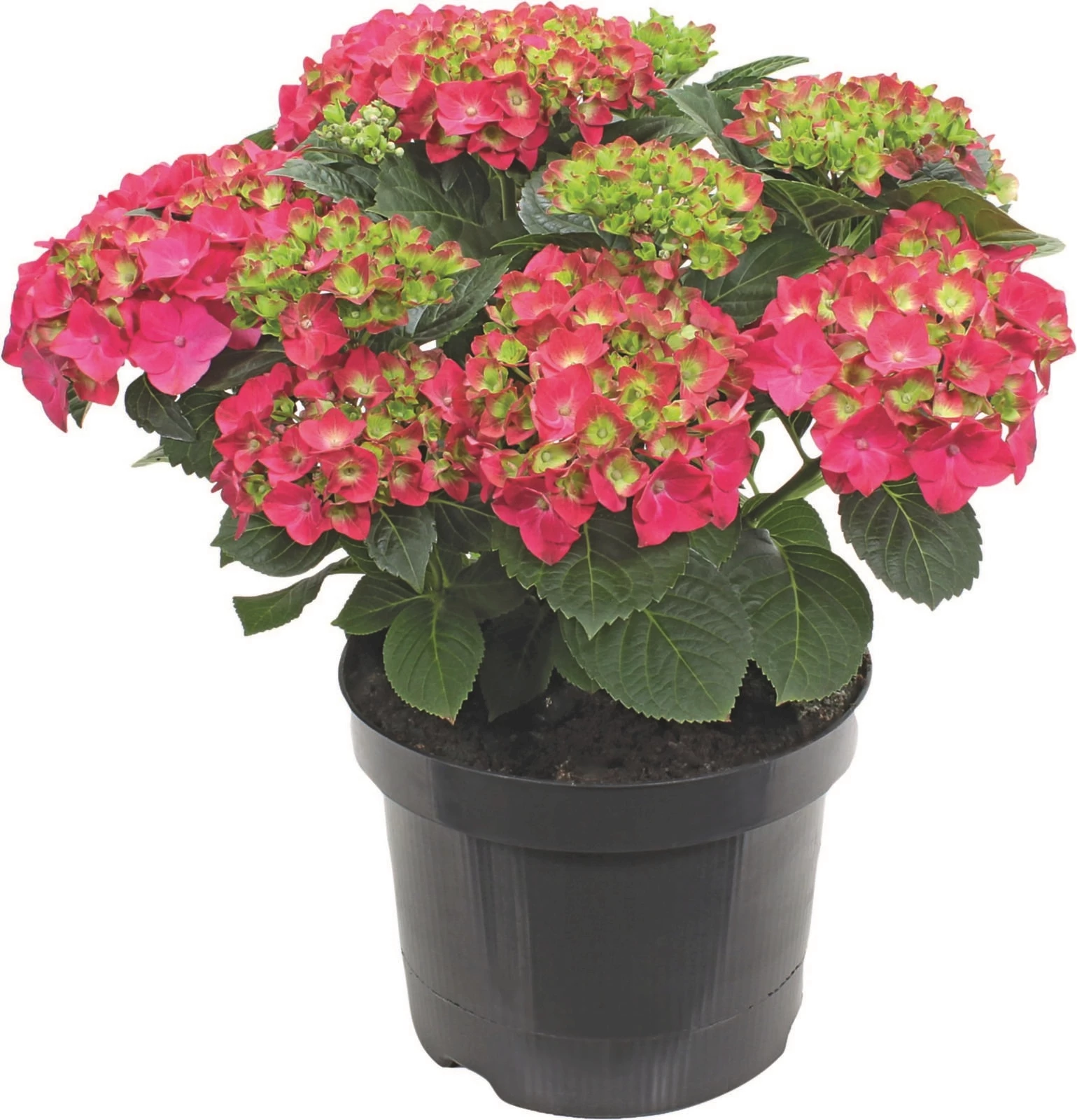 Hydrangea macrophylla Mix P23 cm