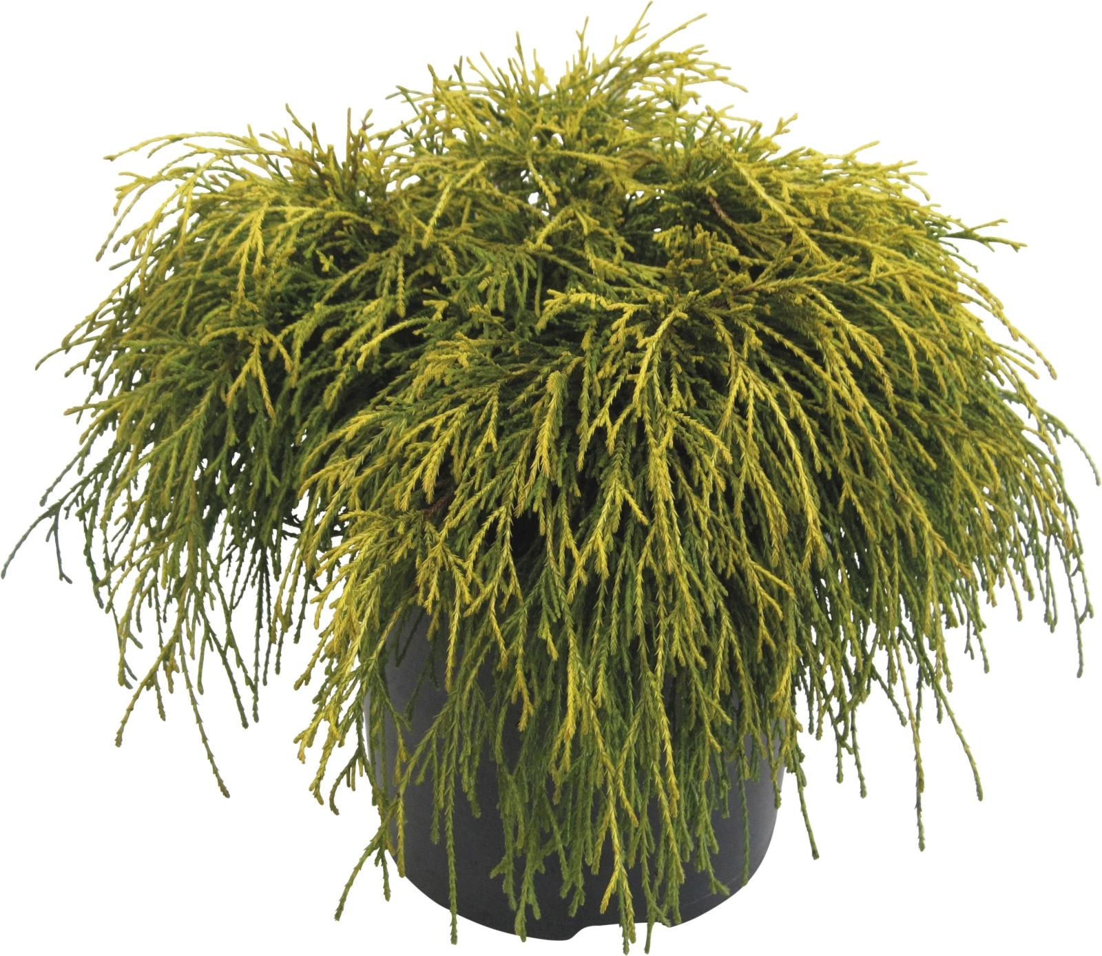 Koniferen Mix P27 cm