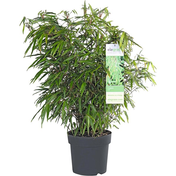 Bambou Fargesia muriellea P23 cm