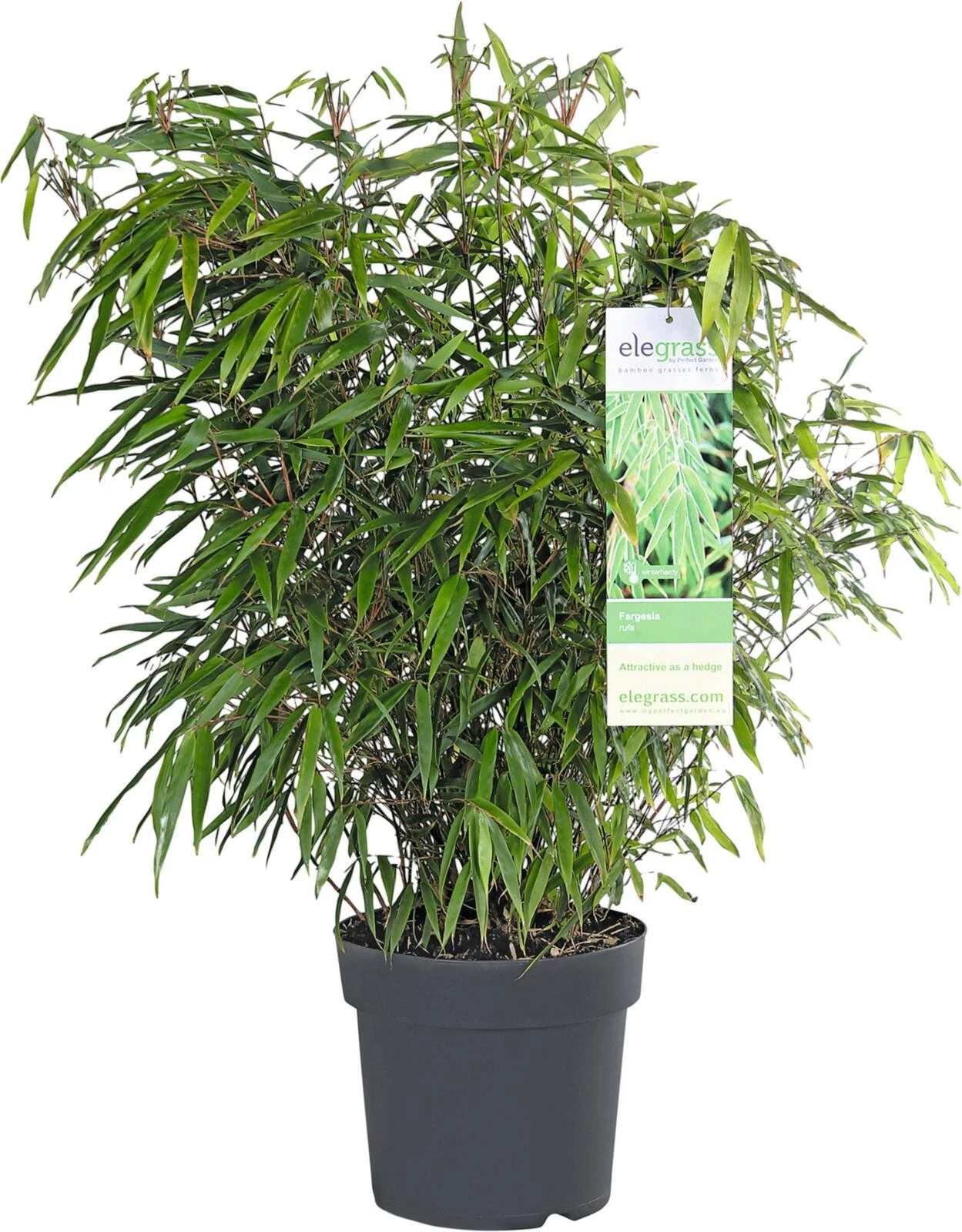 Bambus Super Mix P23 cm