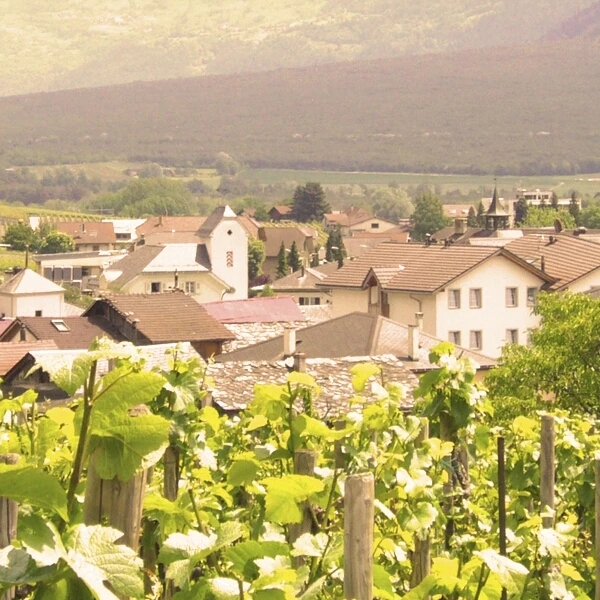 Pinot Noir Salgesch 75 cl