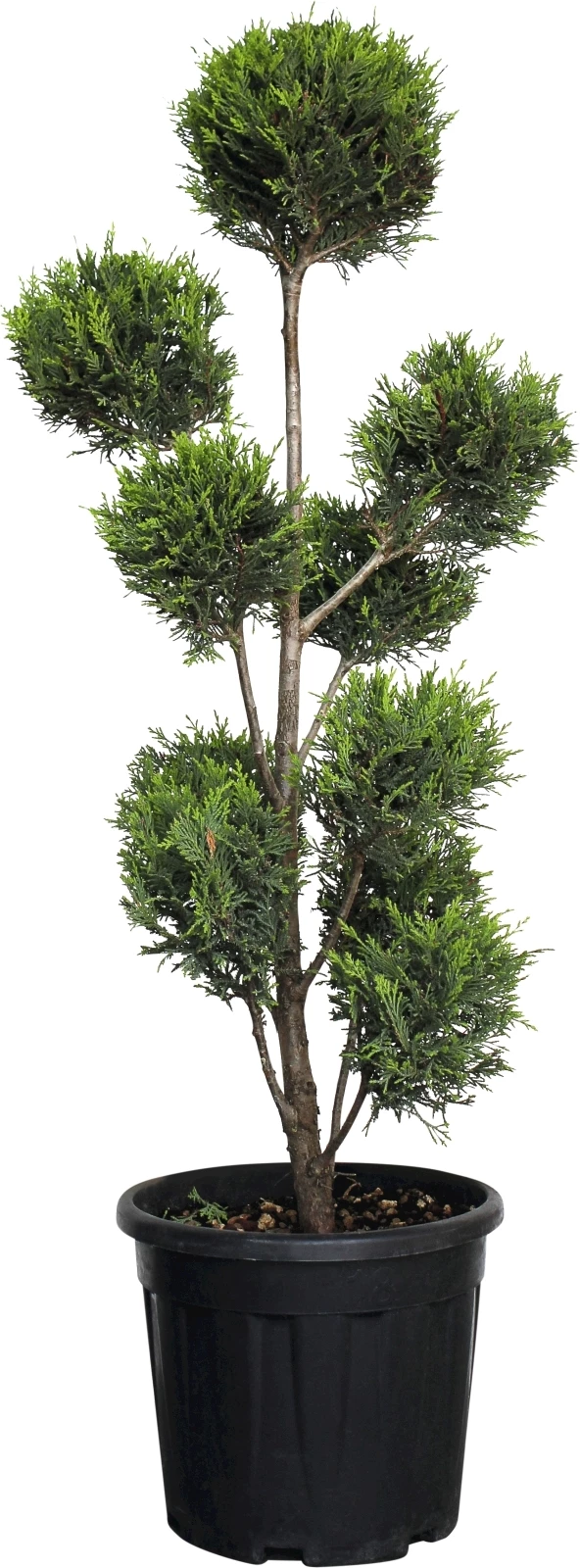 Cupressocyp.Ley. C.W. Gold Pon-Pon P18 l