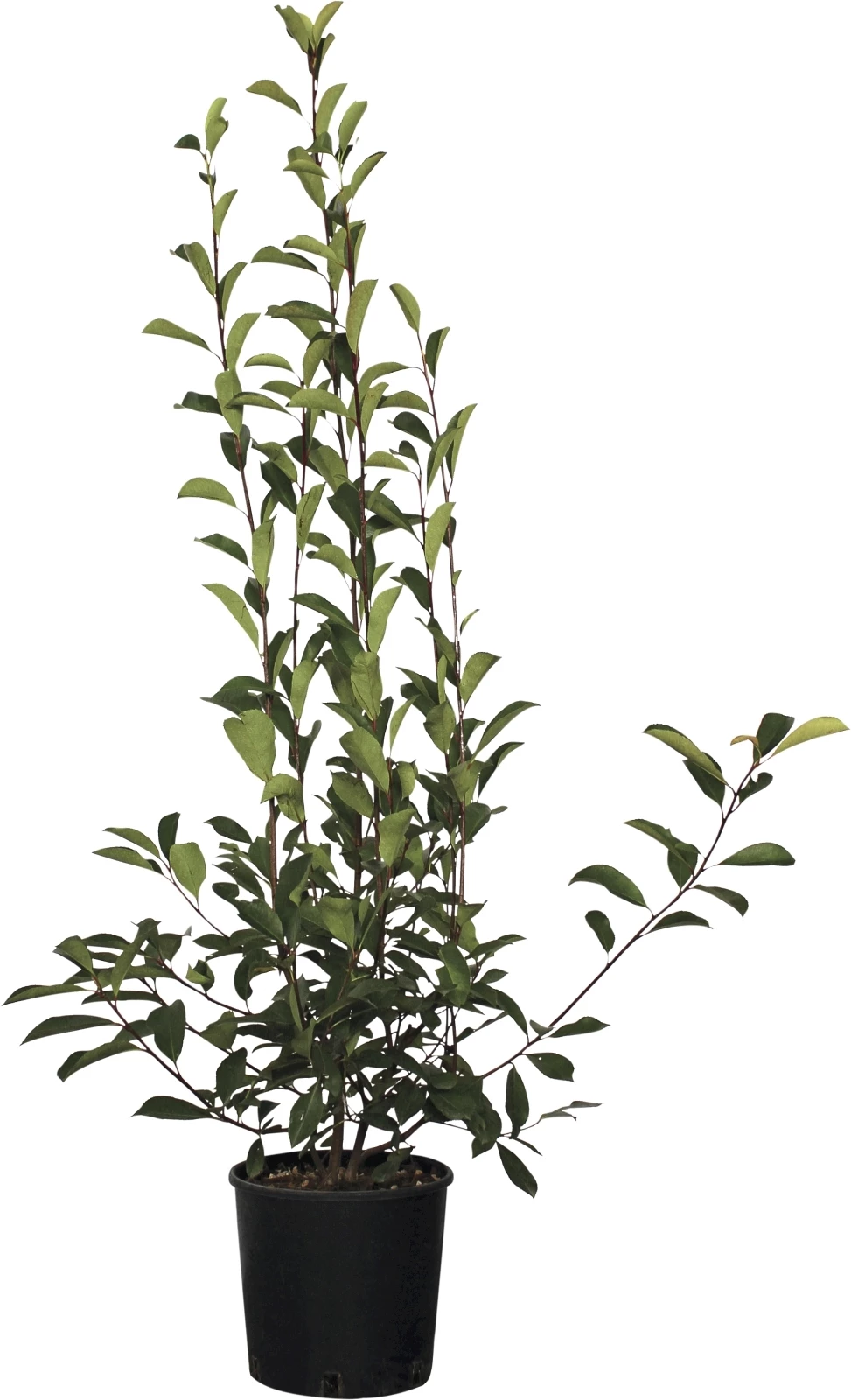 Photinia fras.red rob.buiss. 18l