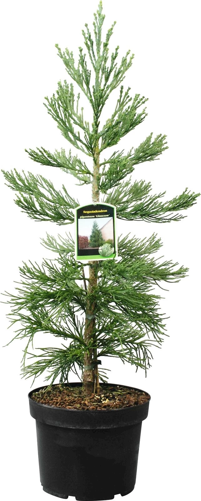 Sequoiadendron gigant. Mix P23 cm