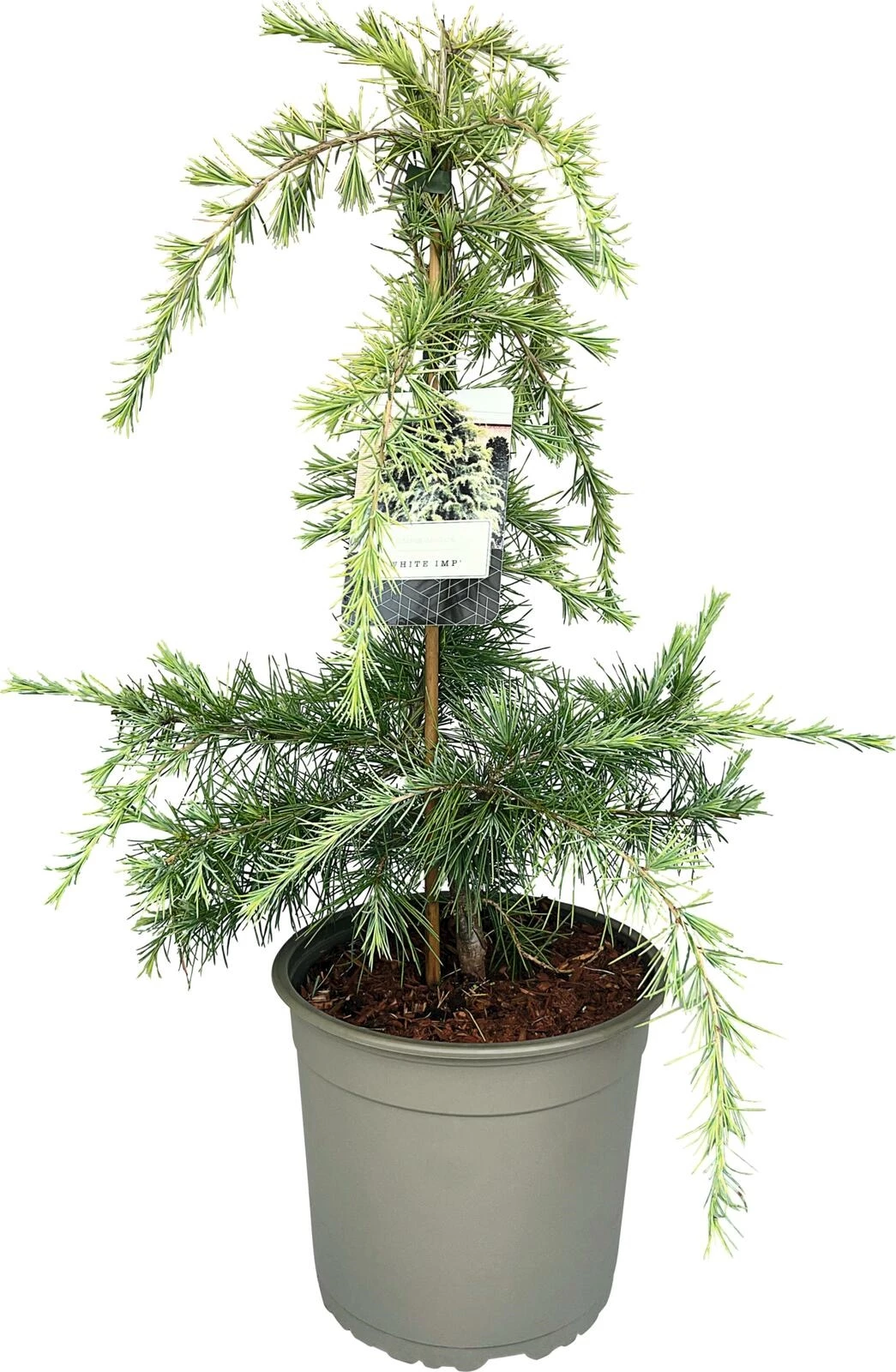 Cedrus Mix P23 cm