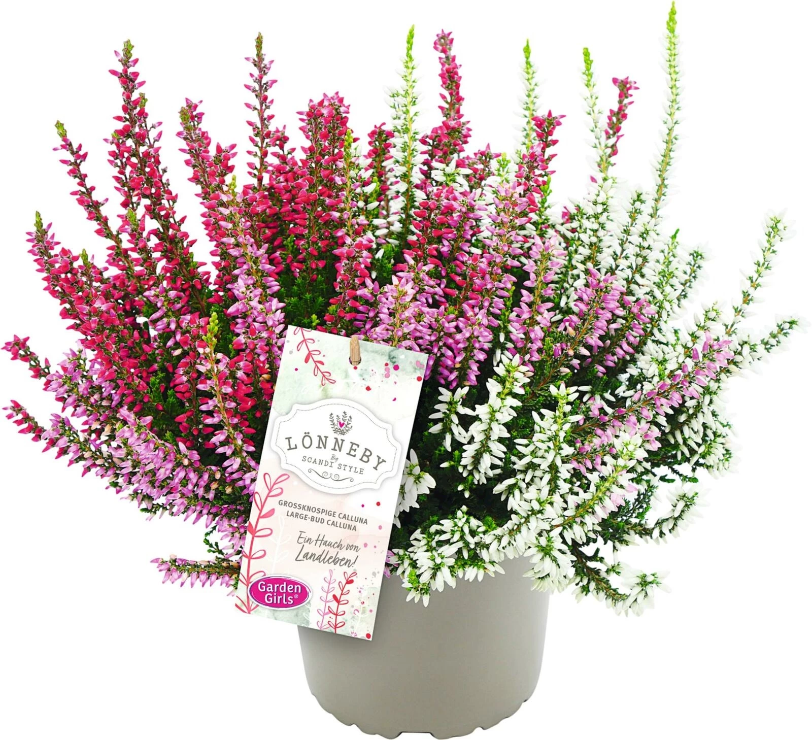 Calluna vulgaris Lönneby Trio P13 cm