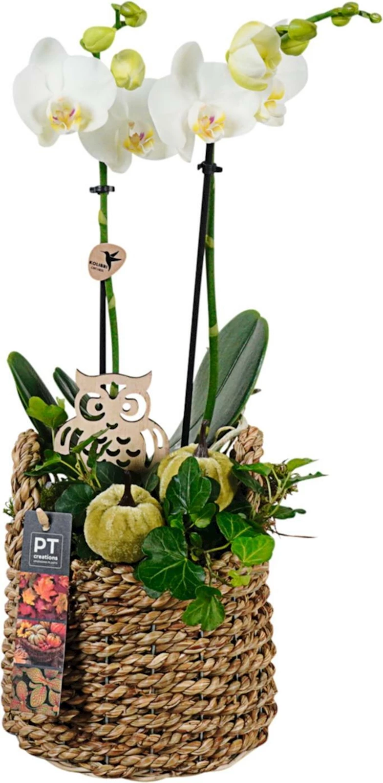 Phalaenopsis Arrangement P15 cm