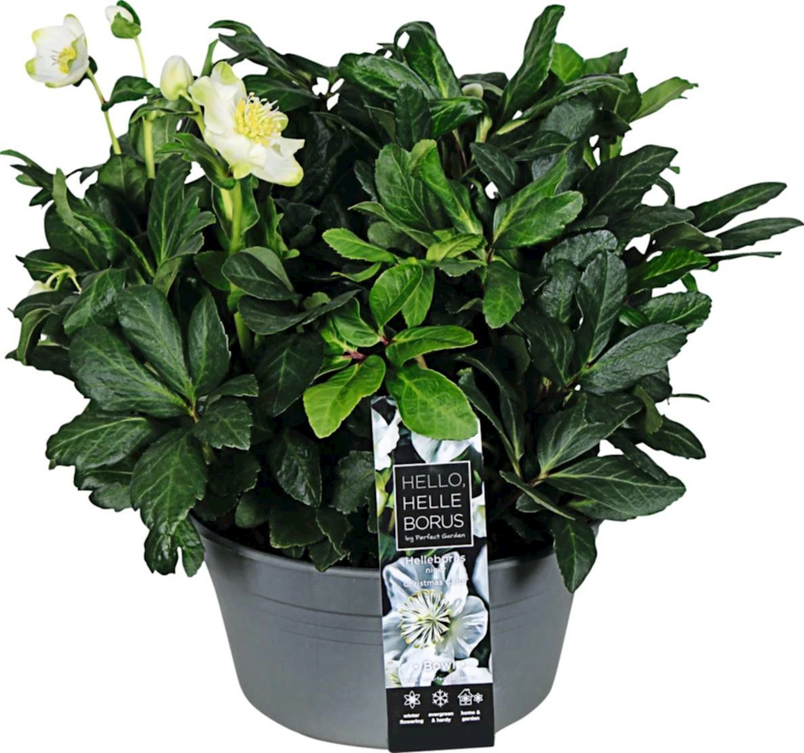 Helleborus niger bac  P19 cm