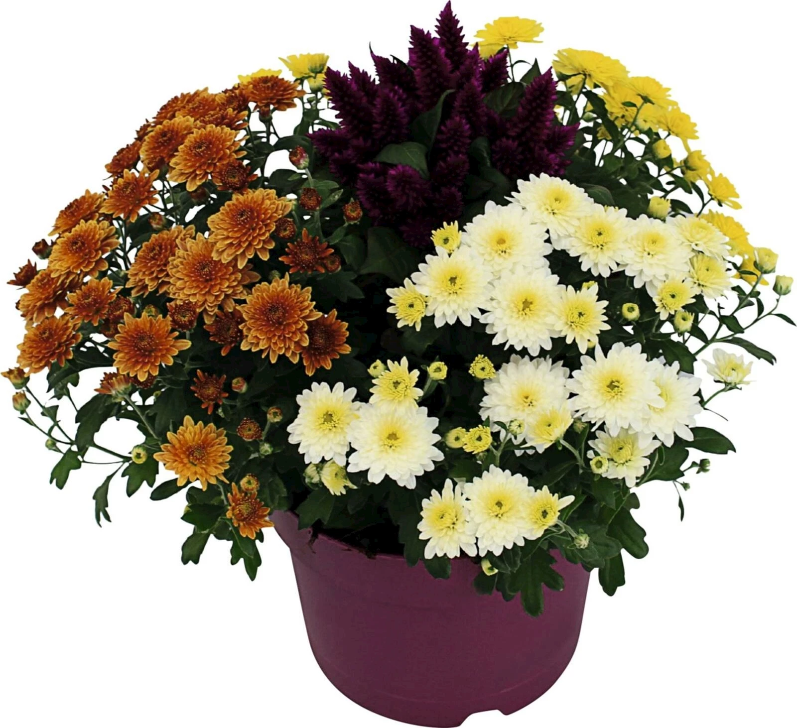 Celosia Abb. Donna Mix P19 cm