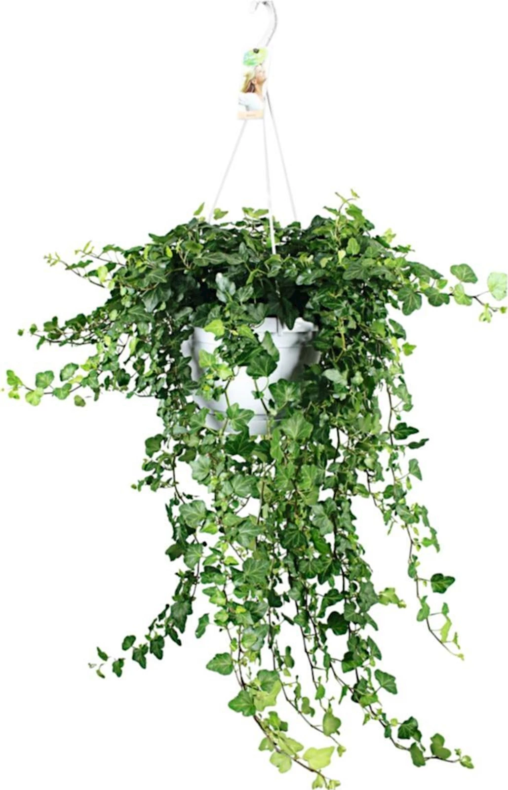 Hedera Ampel XXL P24 cm