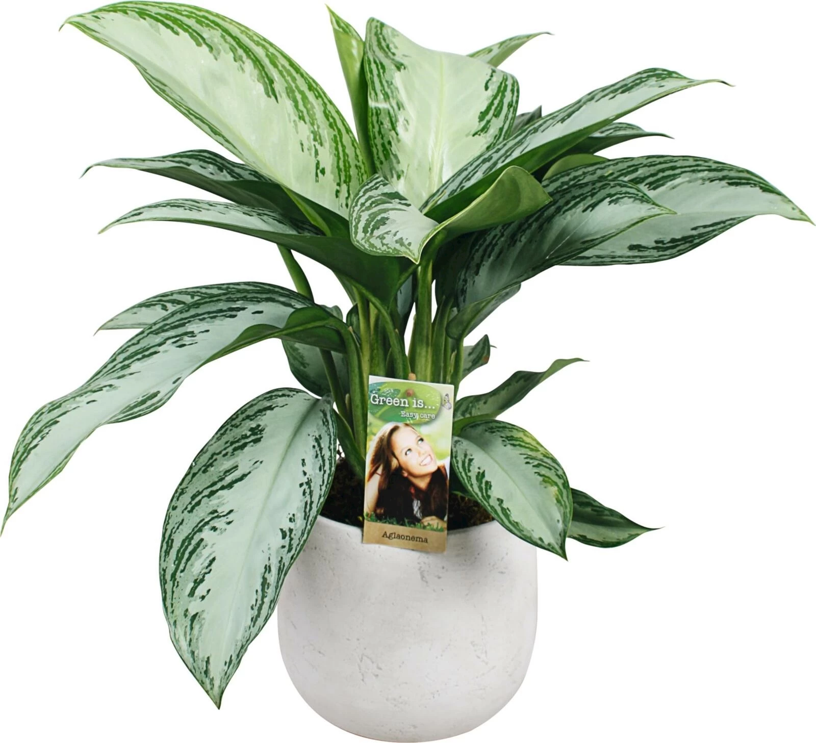 Grünmix im UT P17 cm